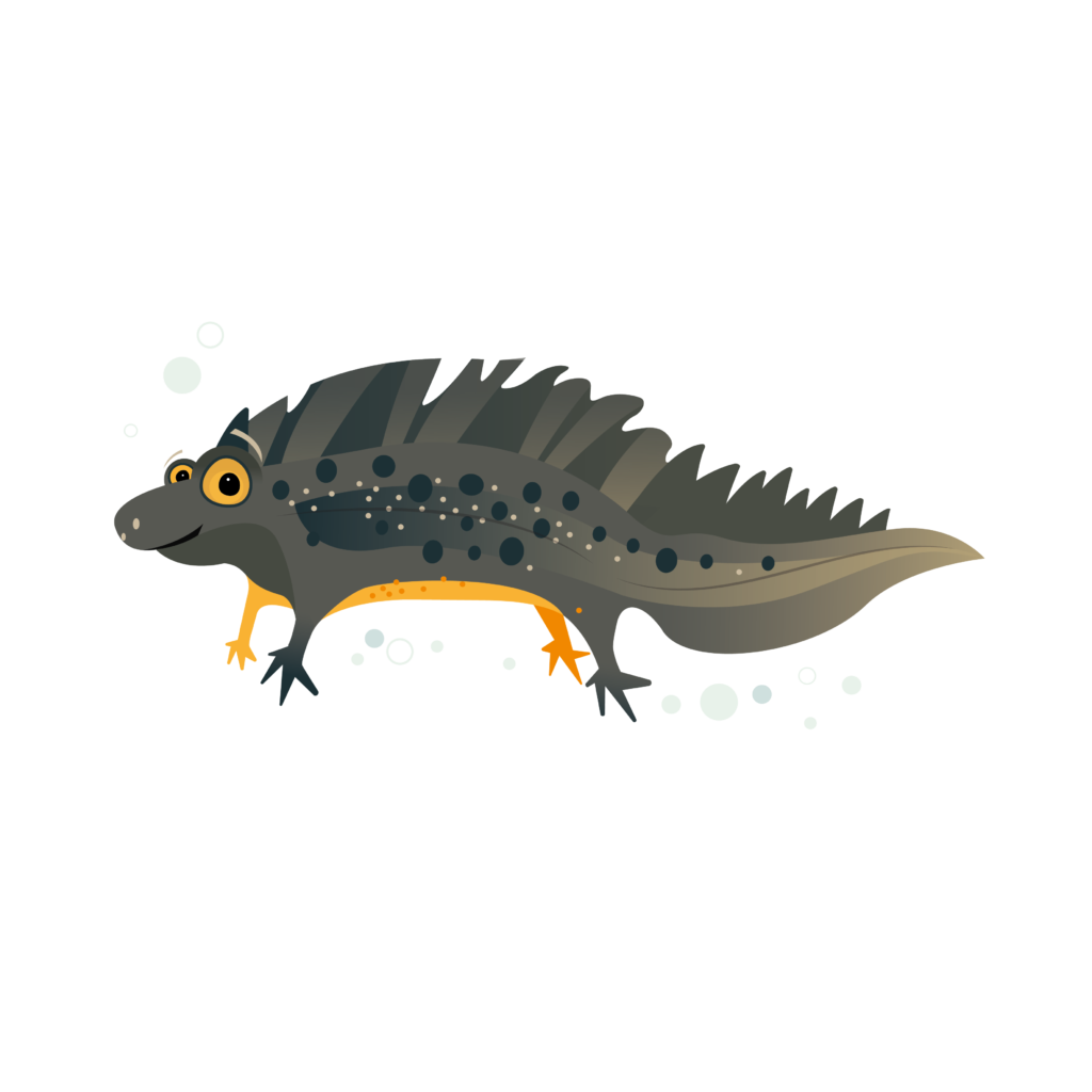 Mes Carnets d'Aventures-Ohey-Haillot-triton